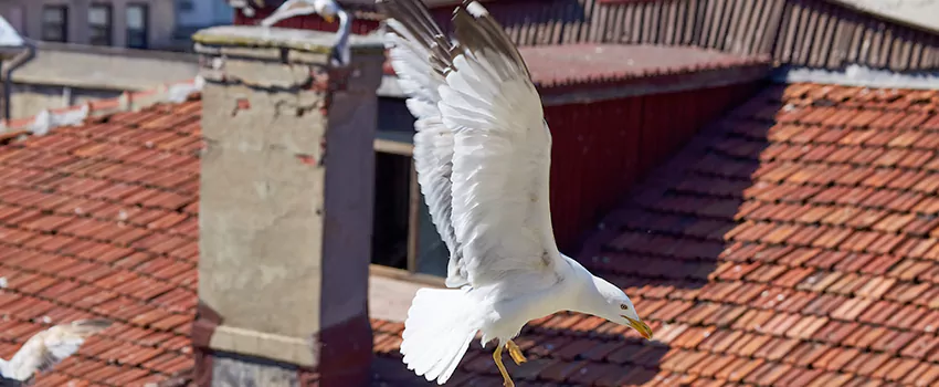 Residential Chimney Animal Removal Solution in Elmwood Park, IL